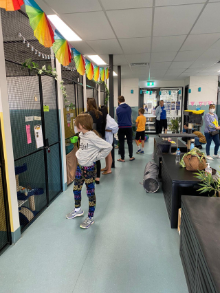 Illustration de l'article : Une fête spéciale pour les chats âgés : l'initiative touchante d'un refuge pour changer la vie de ses anciens résidents (vidéo)